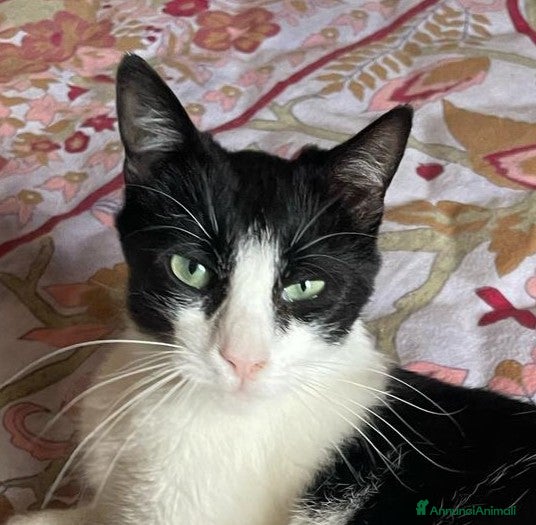 Europeo gatti GATTINA SFORTUNATA - Annuncio 36