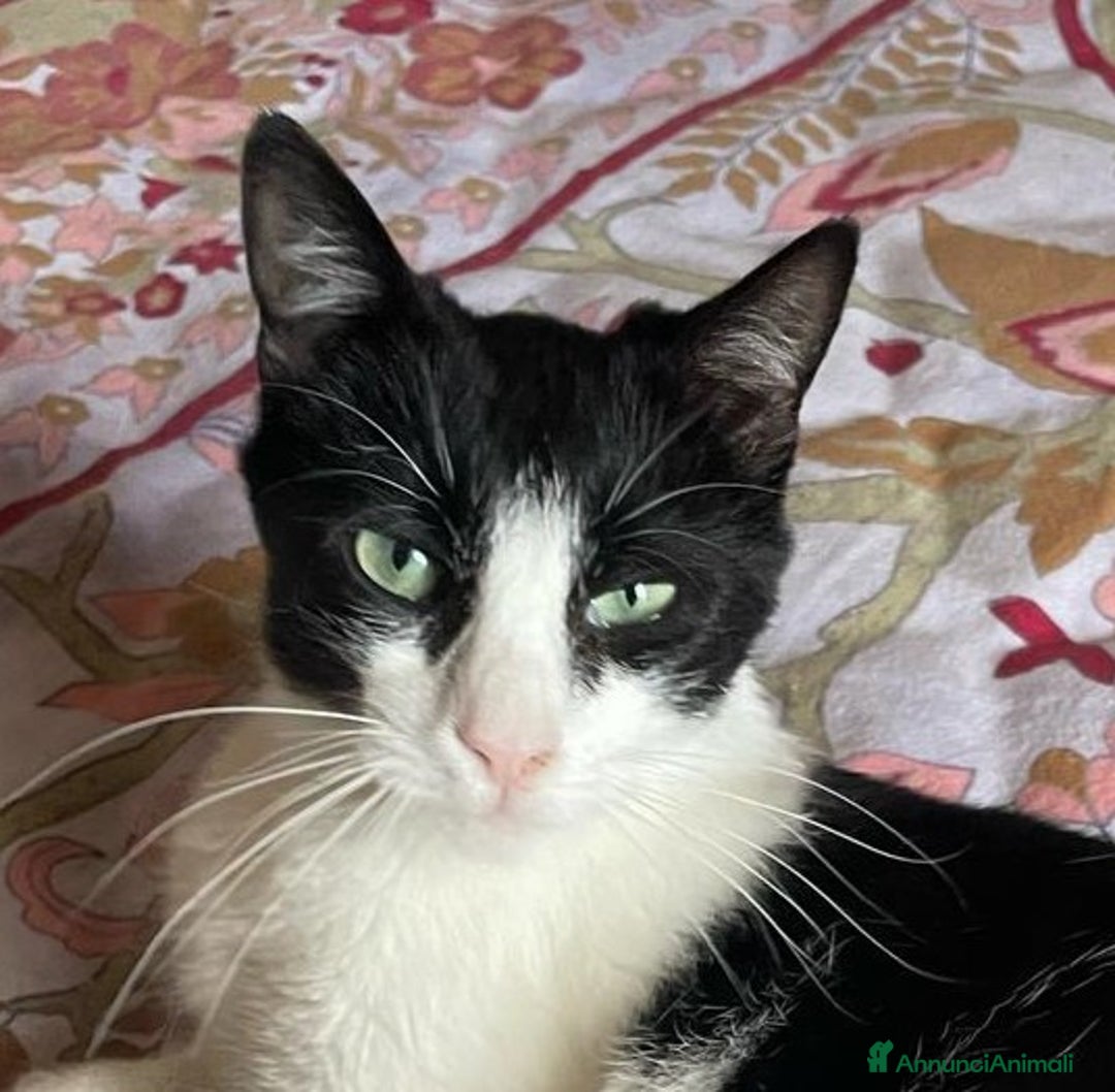 Europeo gatti in regalo: GATTINA SFORTUNATA - Annuncio 1