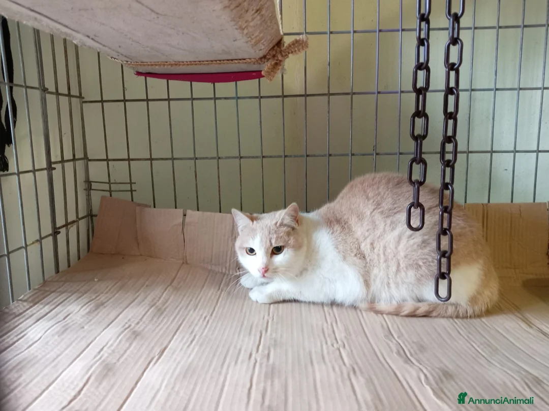 Europeo gatti in regalo: gatto 7 mesi cerca casa❤️ - Annuncio 3