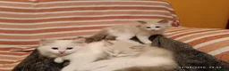 Ragdoll gatti in vendita: Cuccioli di Razza Ragdoll disponibili - Annuncio 9