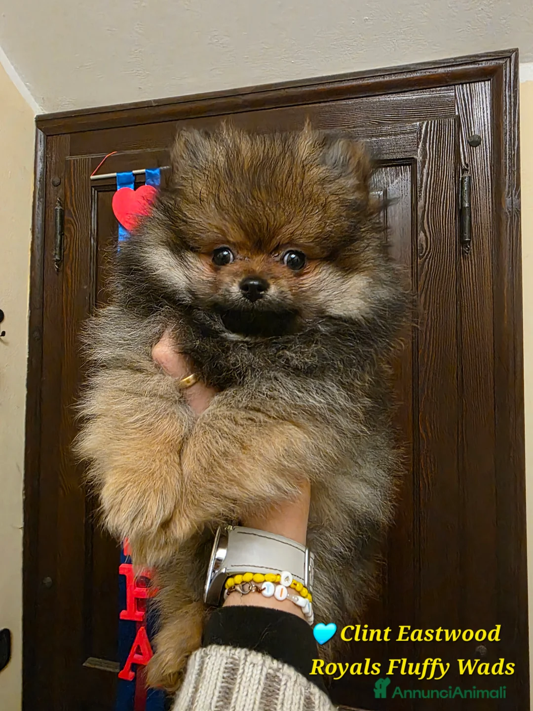 Spitz cani in vendita: Cucciolo spitz tedesco piccolo  - Annuncio 2