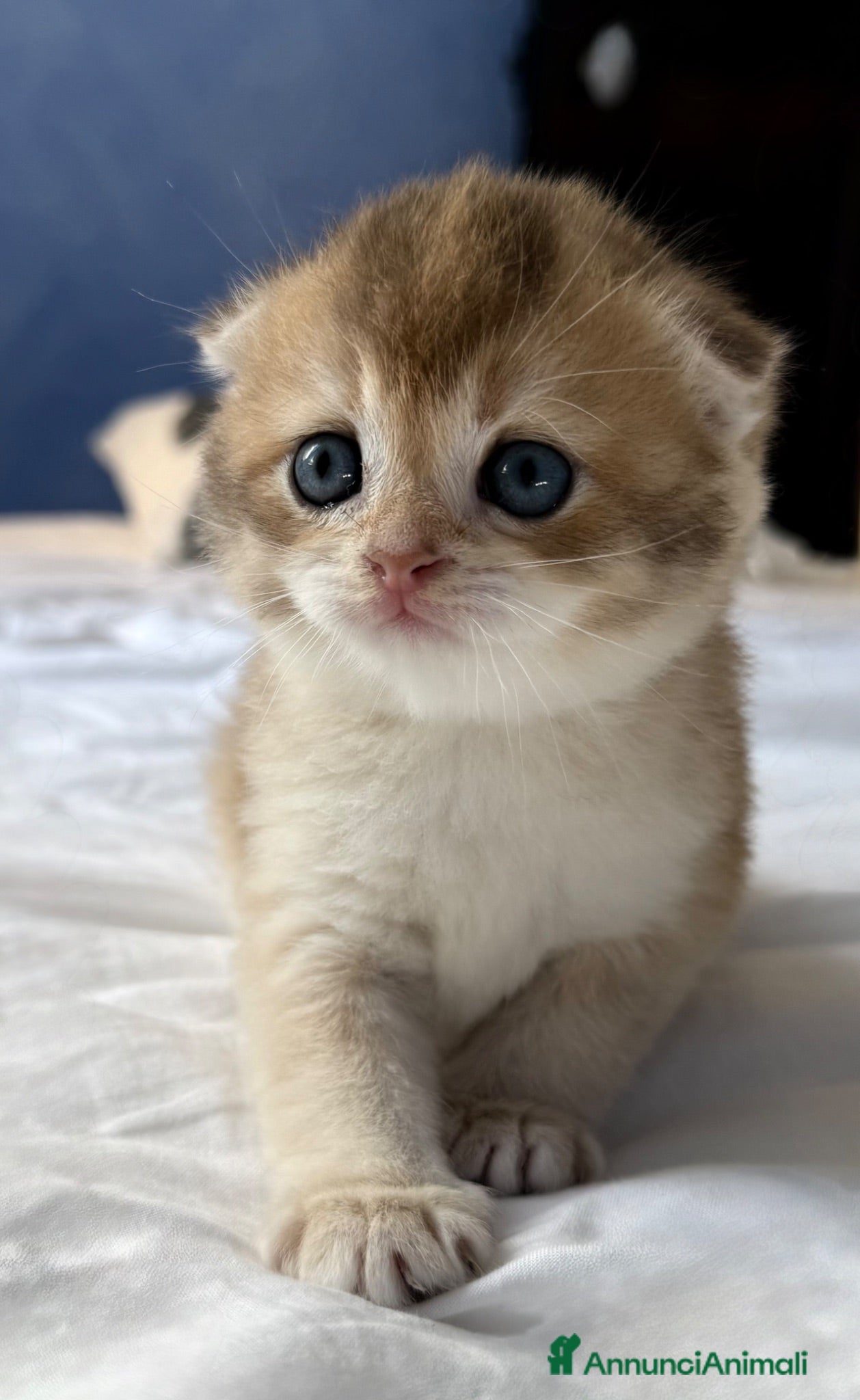 Scottish gatti Splendidi cuccioli Scottish Fold e Straight - Annuncio 2
