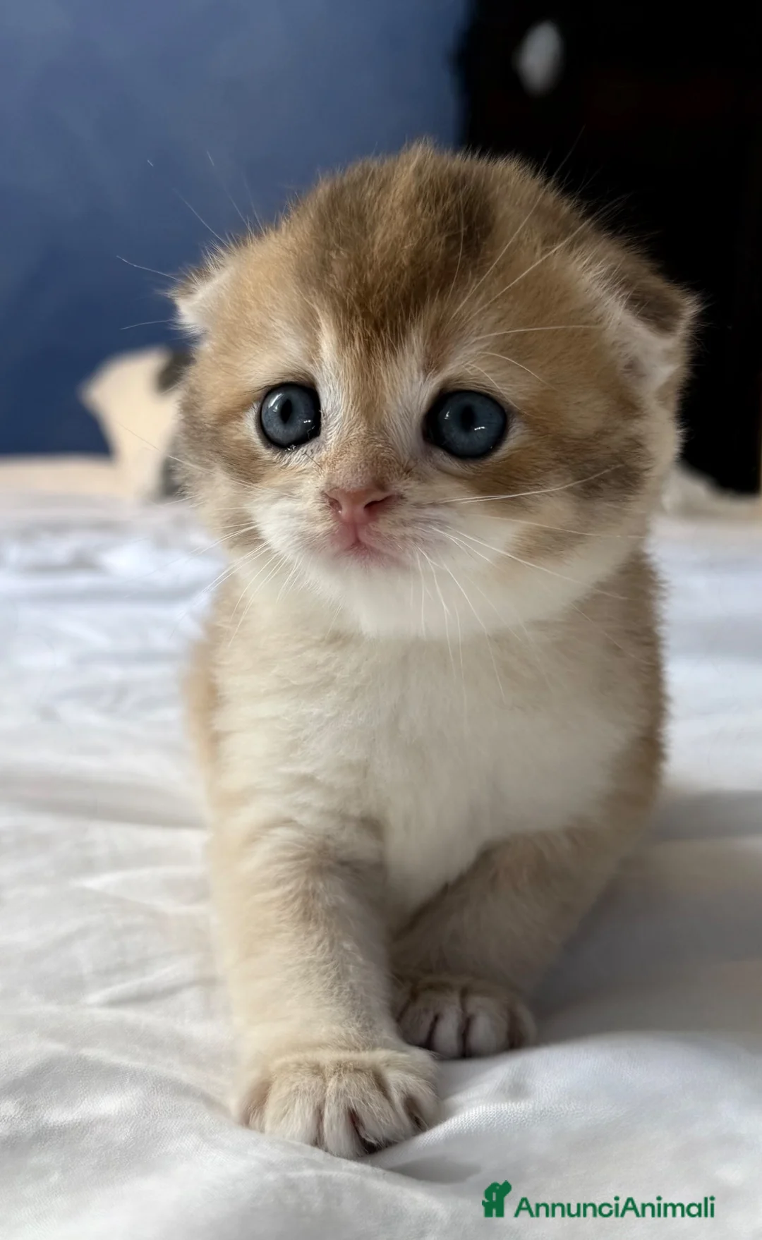 Scottish gatti in vendita: Splendidi cuccioli Scottish Fold e Straight - Annuncio 1