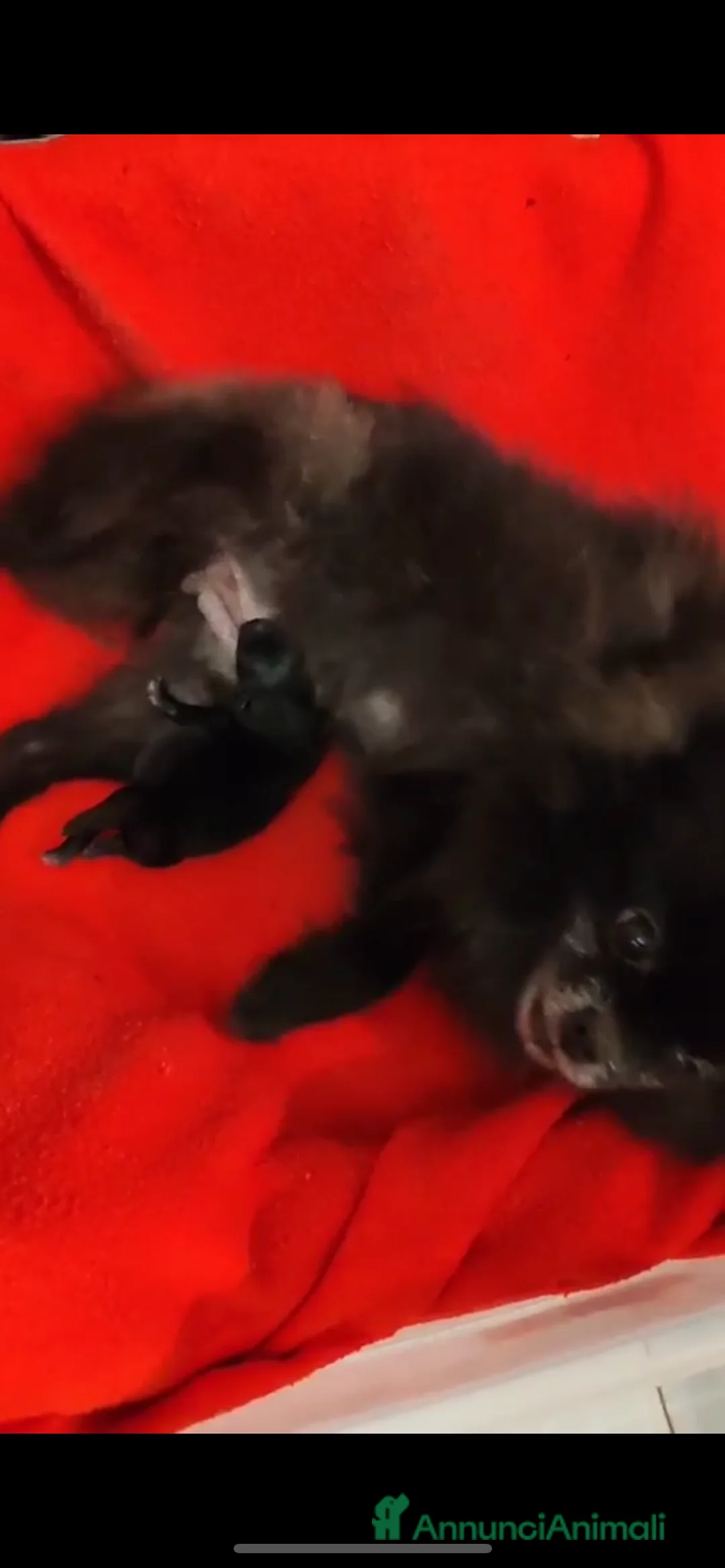 Spitz cani in vendita: SPITZ POMERANIA  - Annuncio 7