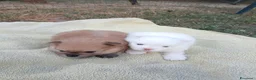 Volpino Pomerania cani in vendita: Cuccioli pomerania a Provincia di Verona - Annuncio 1
