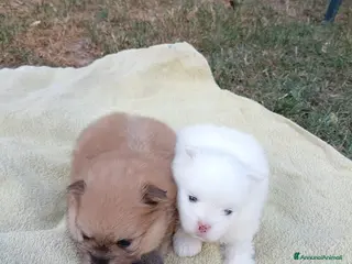 Volpino Pomerania cani Cuccioli pomerania - Annuncio 25