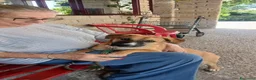 Meticcio cani in regalo: ANNIE TAGLIA MEDIO PICCOLA CERCA L'AMORE VERO - Annuncio 3