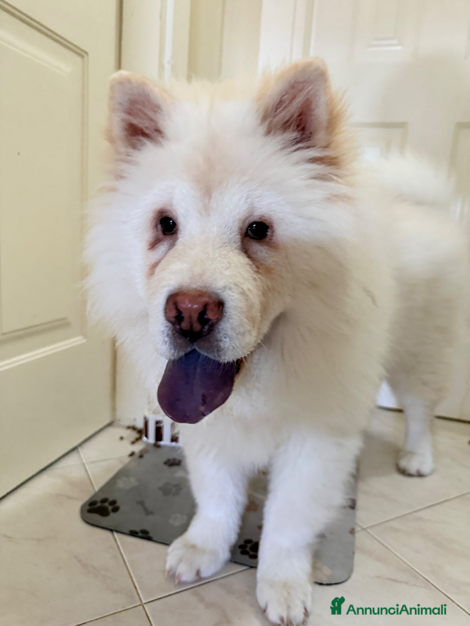Chow Chow cani Vendo bellissima Chow Chow - Annuncio 1