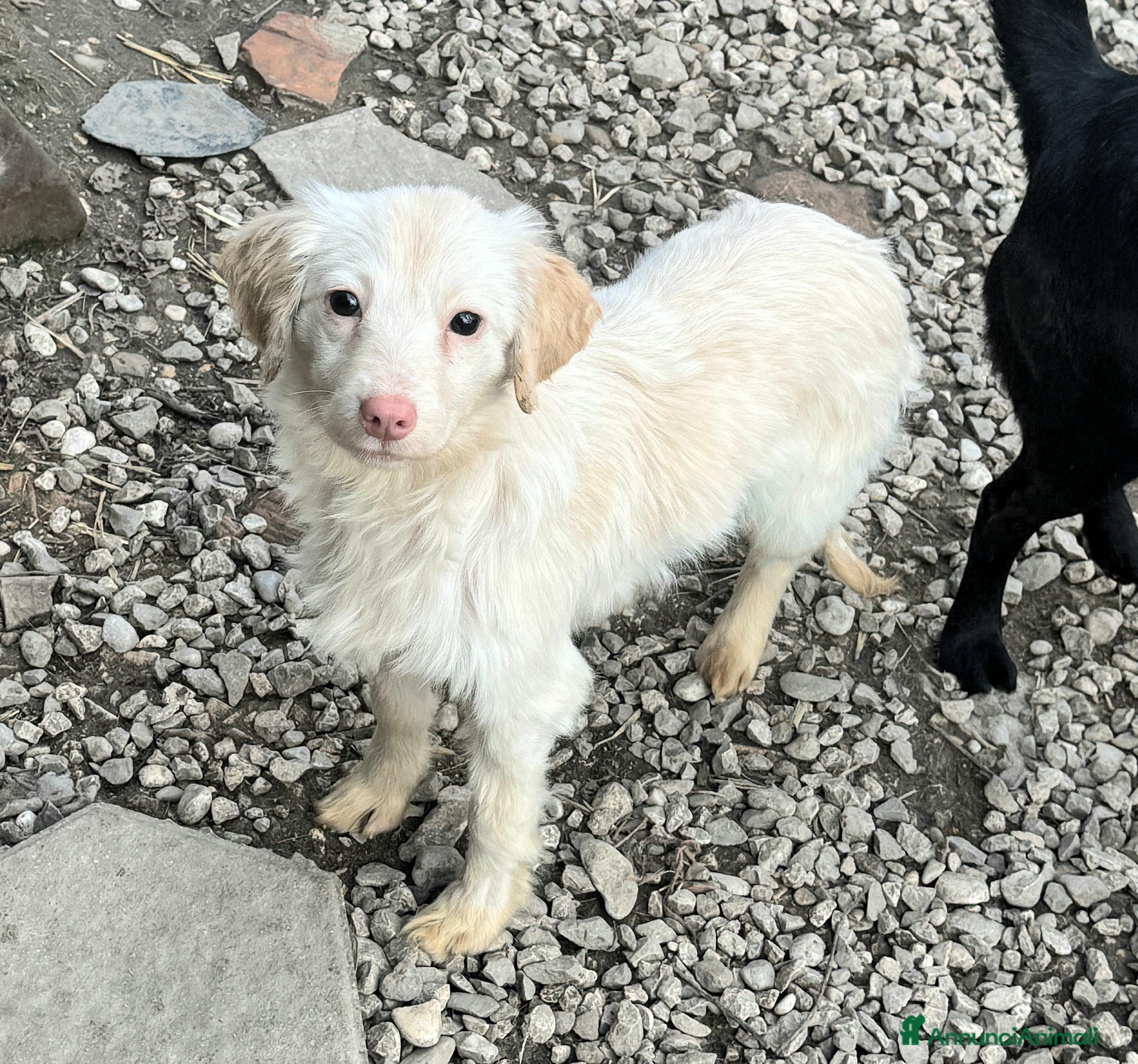 Meticcio cani Claretta 6 mesi taglia piccola  - Annuncio 1