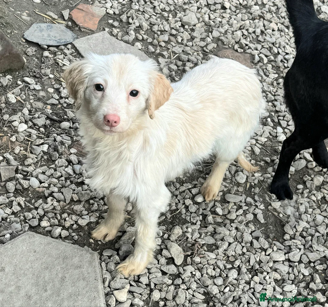 Meticcio cani in regalo: Claretta 6 mesi taglia piccola  - Annuncio 1