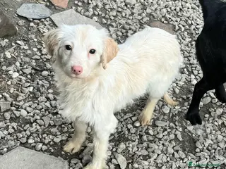 Meticcio cani Claretta 6 mesi taglia piccola - Annuncio 1