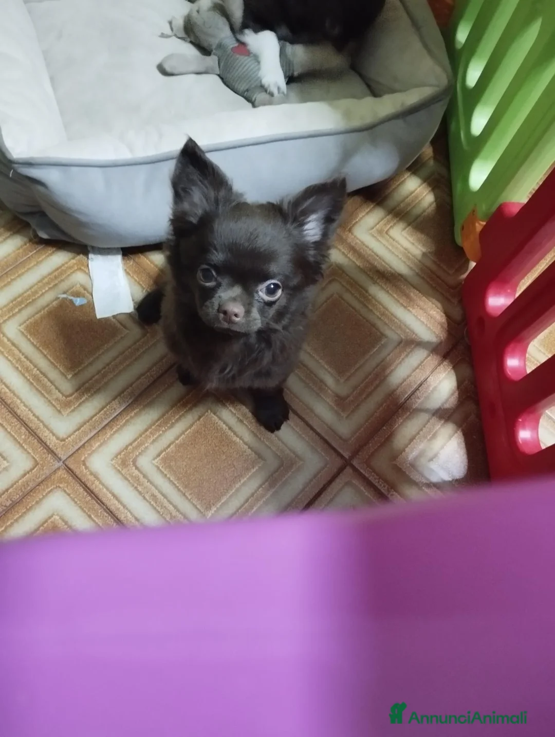 Chihuahua cani in vendita: Chihuahua maschietto cioccolato  - Annuncio 2