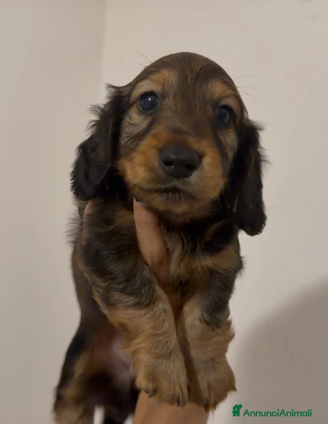 Bassotto cani in vendita: Bassotto a pelo lungo  - Annuncio 1