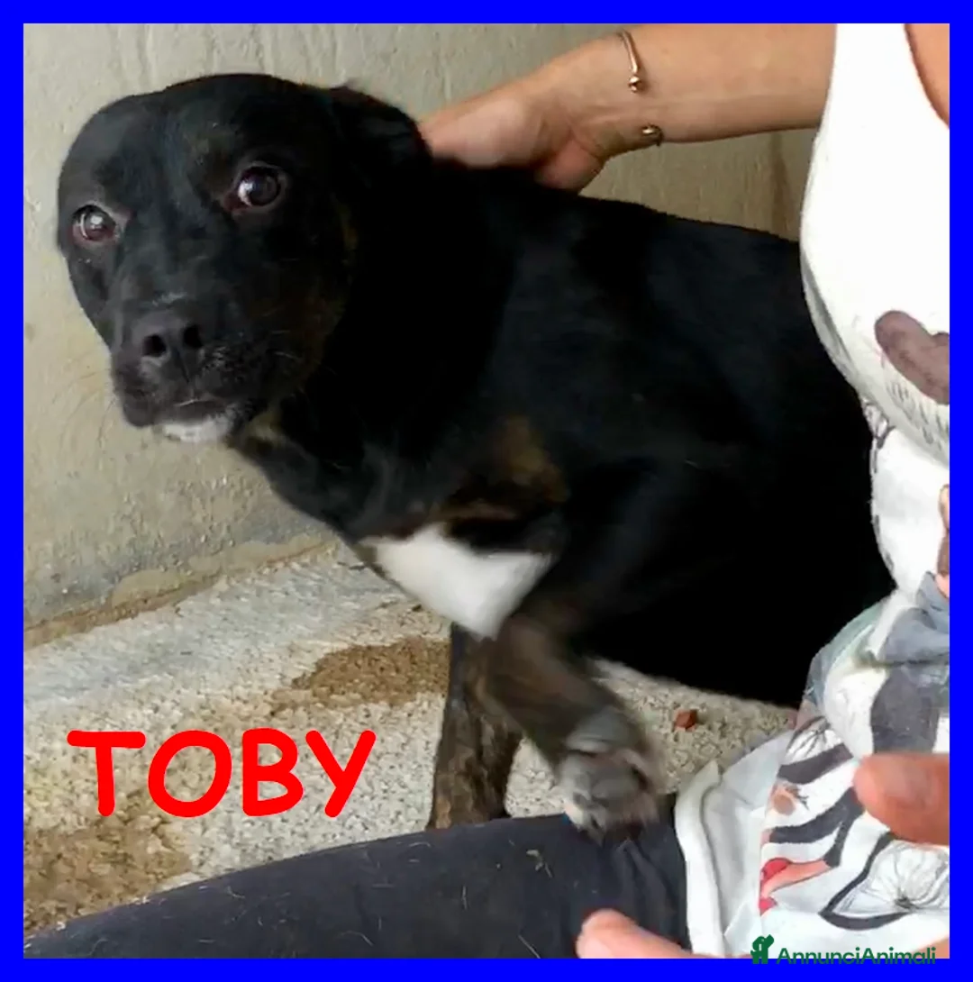 Meticcio cani in regalo: TOBY dolcissimo coccolone - Annuncio 6