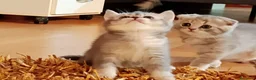 Scottish gatti in vendita: Gattini scottish - Annuncio 2