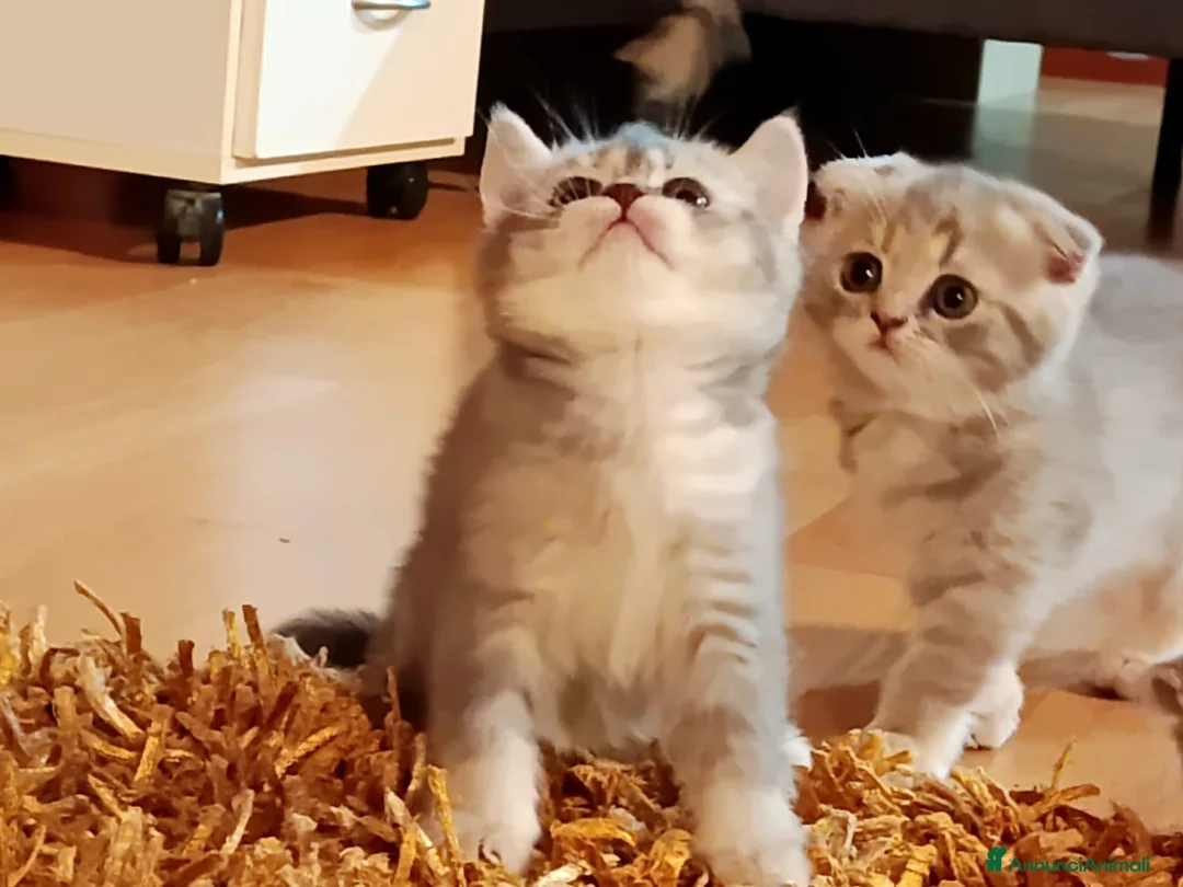 Scottish gatti in vendita: Gattini scottish - Annuncio 2