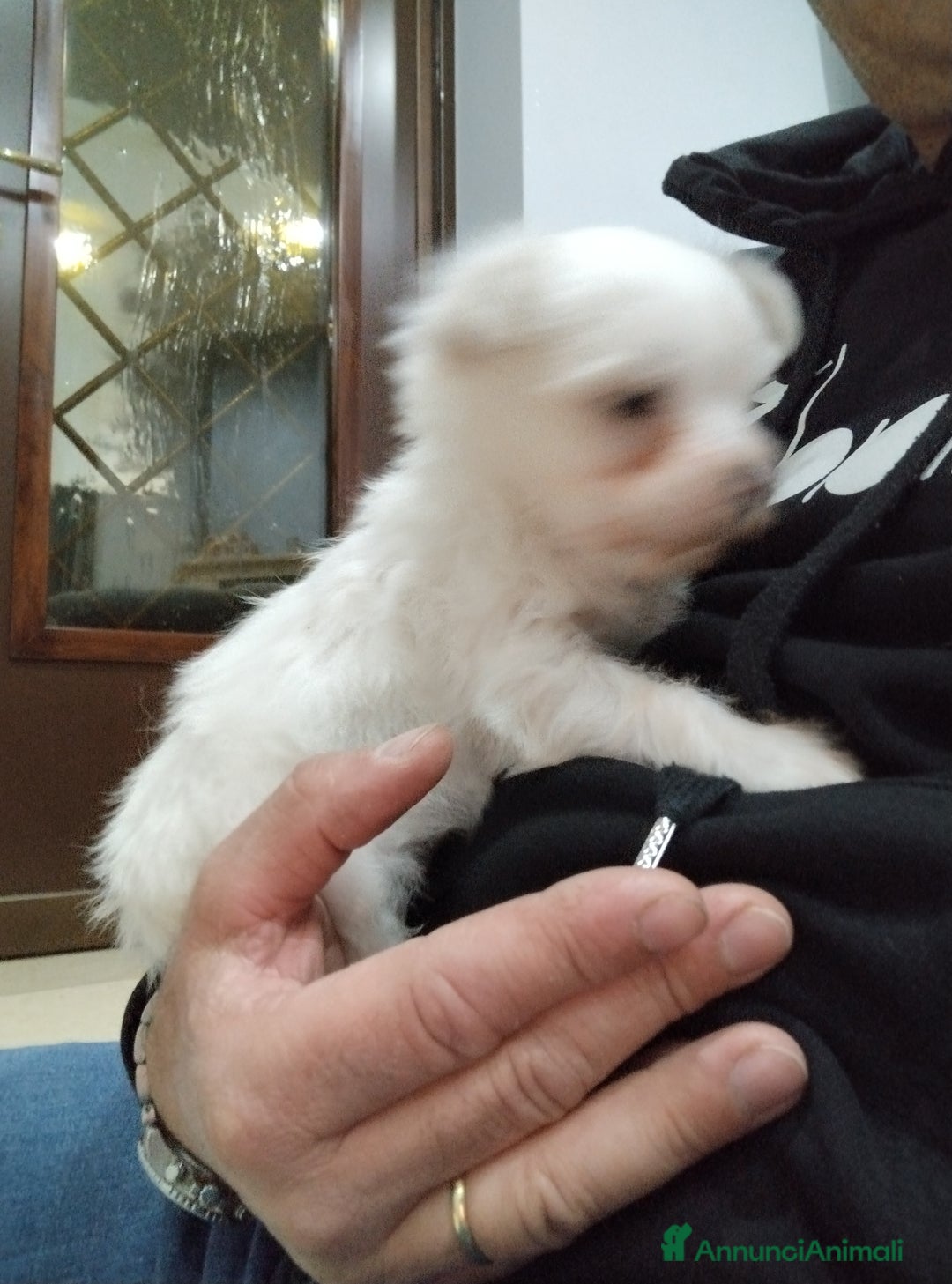 Maltese cani in vendita: Cucciolo maschio di maltese  - Annuncio 3