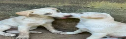 Meticcio cani in regalo: Vera sorride e cerca casa 🏡 a Città metropolitana di Milano - Annuncio 5