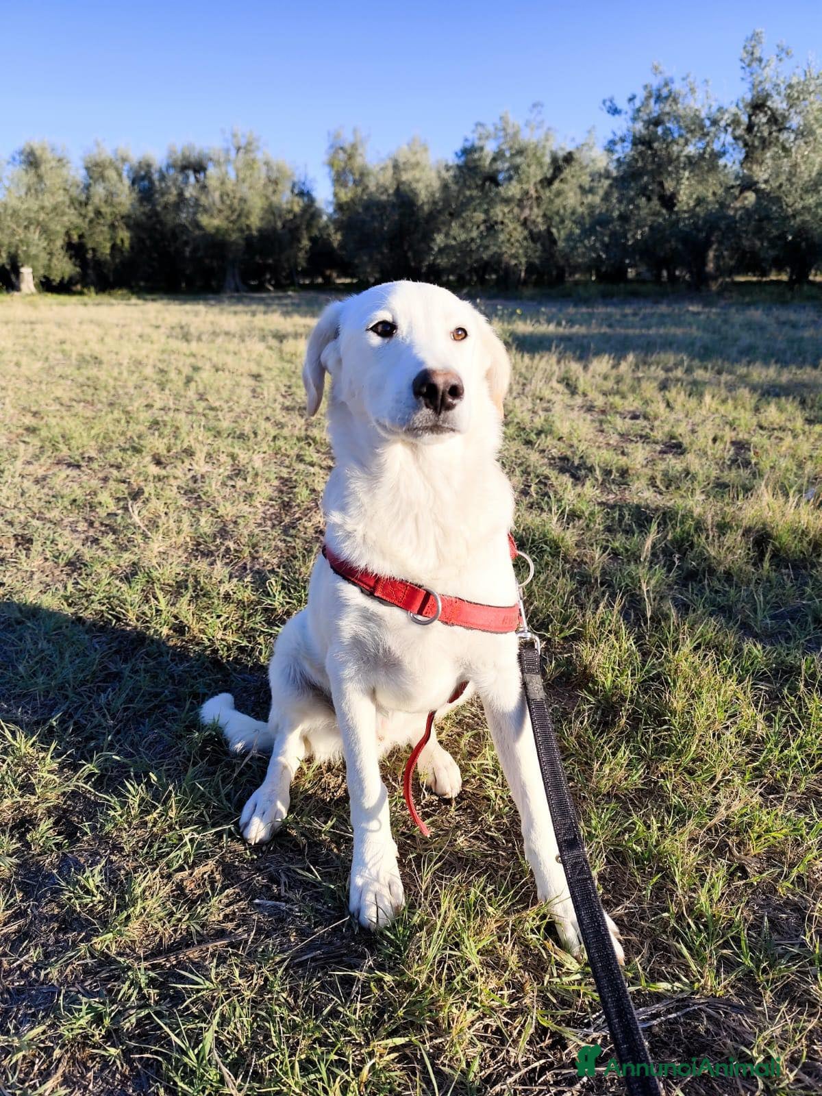 Altre razze cani Miele - 8 Mesi - Dolce, Socievole - Annuncio 41