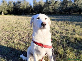 Altre razze cani Miele - 8 Mesi - Dolce, Socievole - Annuncio 3