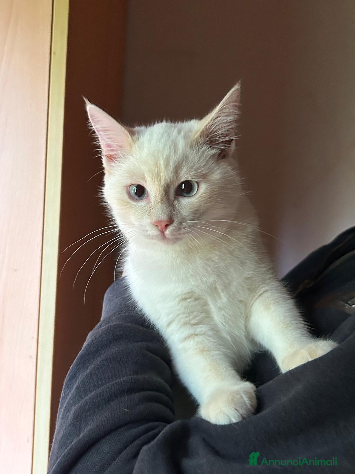 Europeo gatti AURA CERCA CASA ❤️ - Annuncio 2