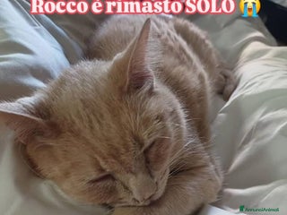 Europeo gatti Rendiamo queste feste speciali anche per lui🙏🎄❤️ - Annuncio 1