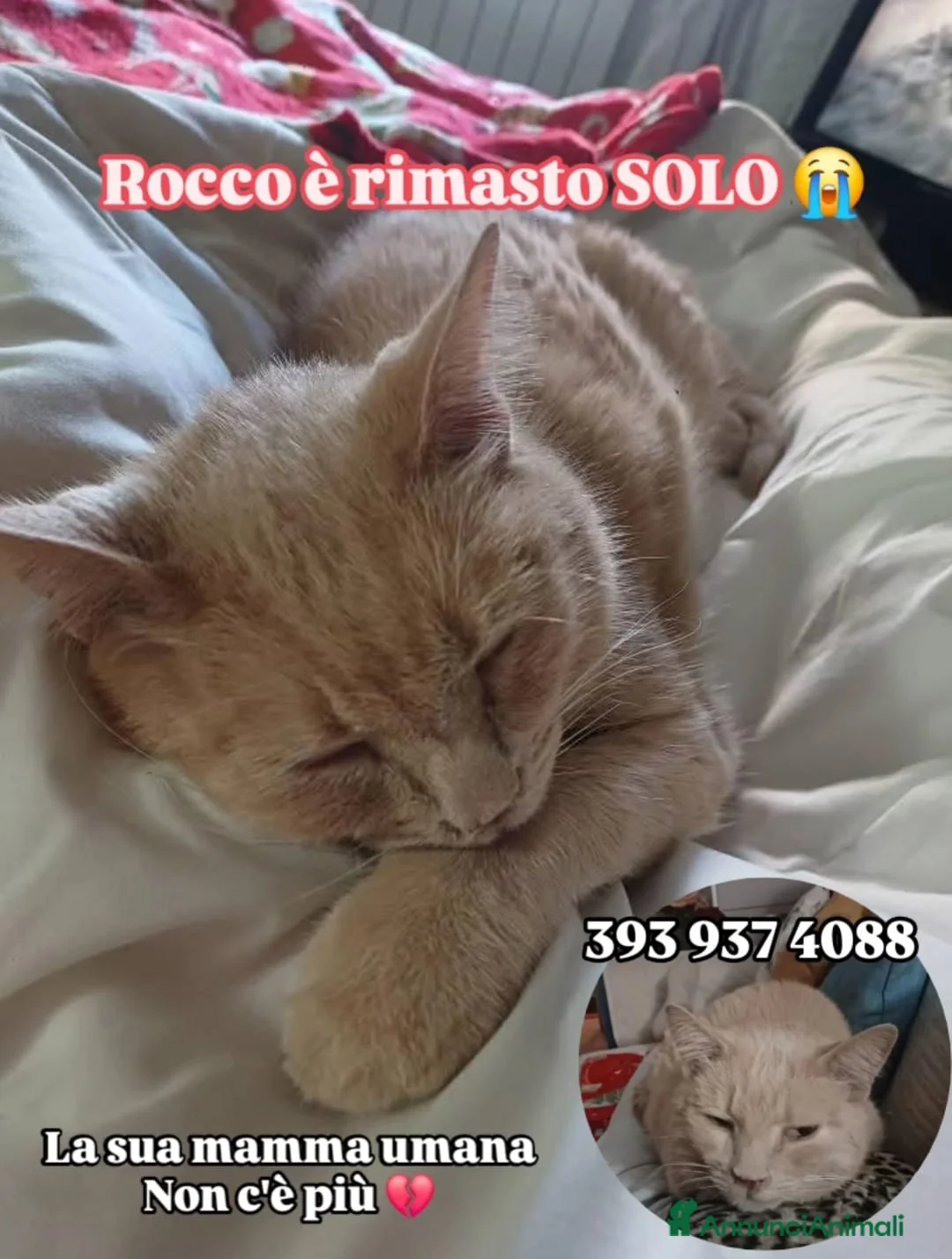 Europeo gatti in regalo: Rendiamo queste feste speciali anche per lui🙏🎄❤️ - Annuncio 1