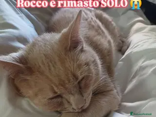 Europeo gatti Rendiamo queste feste speciali anche per lui🙏🎄❤️ - Annuncio 37