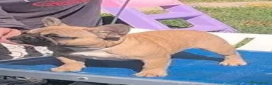 Bulldog Francese 1