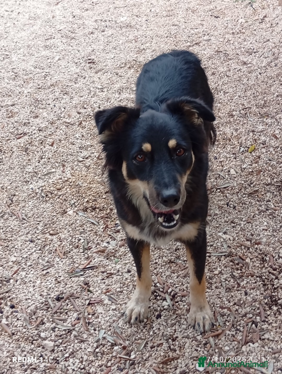 Meticcio cani in regalo: Eden 3 anni dal divano alla gabbia  - Annuncio 4