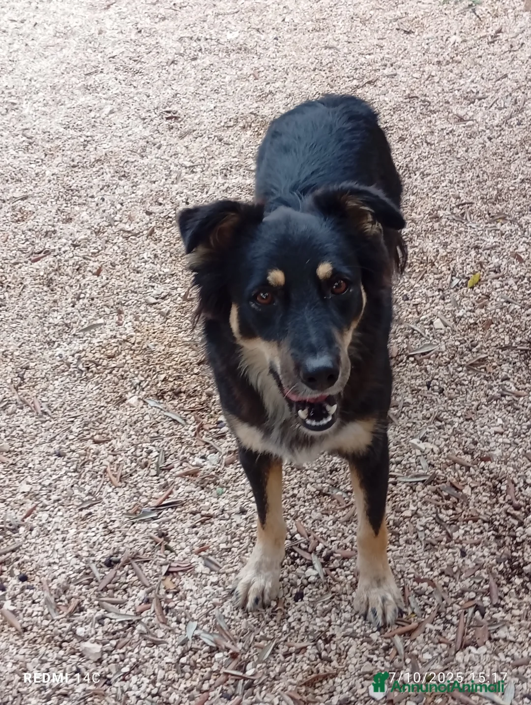 Meticcio cani in regalo: Eden 3 anni dal divano alla gabbia  - Annuncio 4