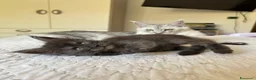 Maine Coon gatti in vendita: Maine Coon cucciolo pedigree ANFI - Annuncio 10
