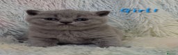 British gatti in vendita: Cucciole British shorthair  - Annuncio 4