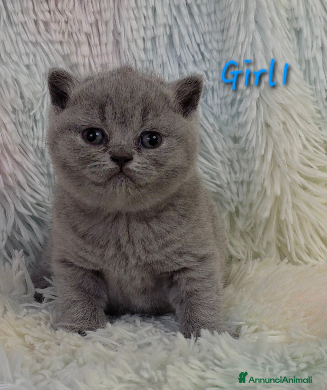 British gatti in vendita: Cucciole British shorthair  - Annuncio 4