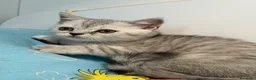 Scottish gatti in vendita: Gattino Scottish straight  a Provincia di Brescia - Annuncio 6