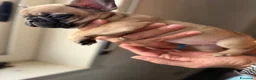 Bulldog Francese cani in vendita: Bulldog francese a Città metropolitana di Catania - Annuncio 5