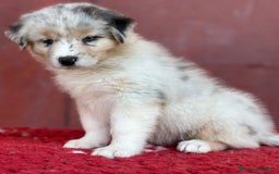 Australian Shepherd cani in vendita: Cucciola Blue Merle - Trinity  a Provincia di Vicenza - Immagine 2