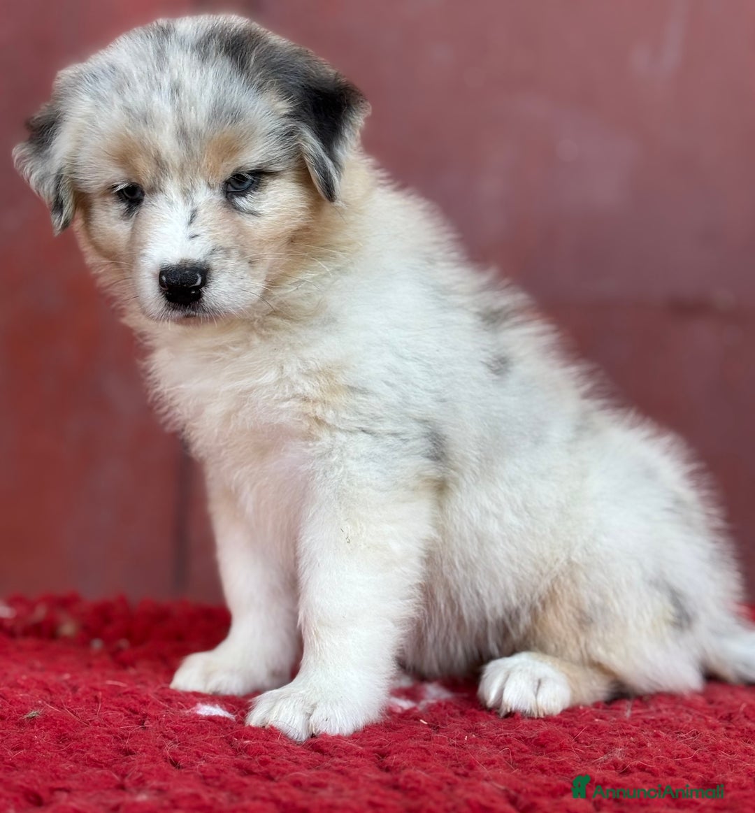 Australian Shepherd cani in vendita: Cucciola Blue Merle - Trinity  a Provincia di Vicenza - Immagine 2