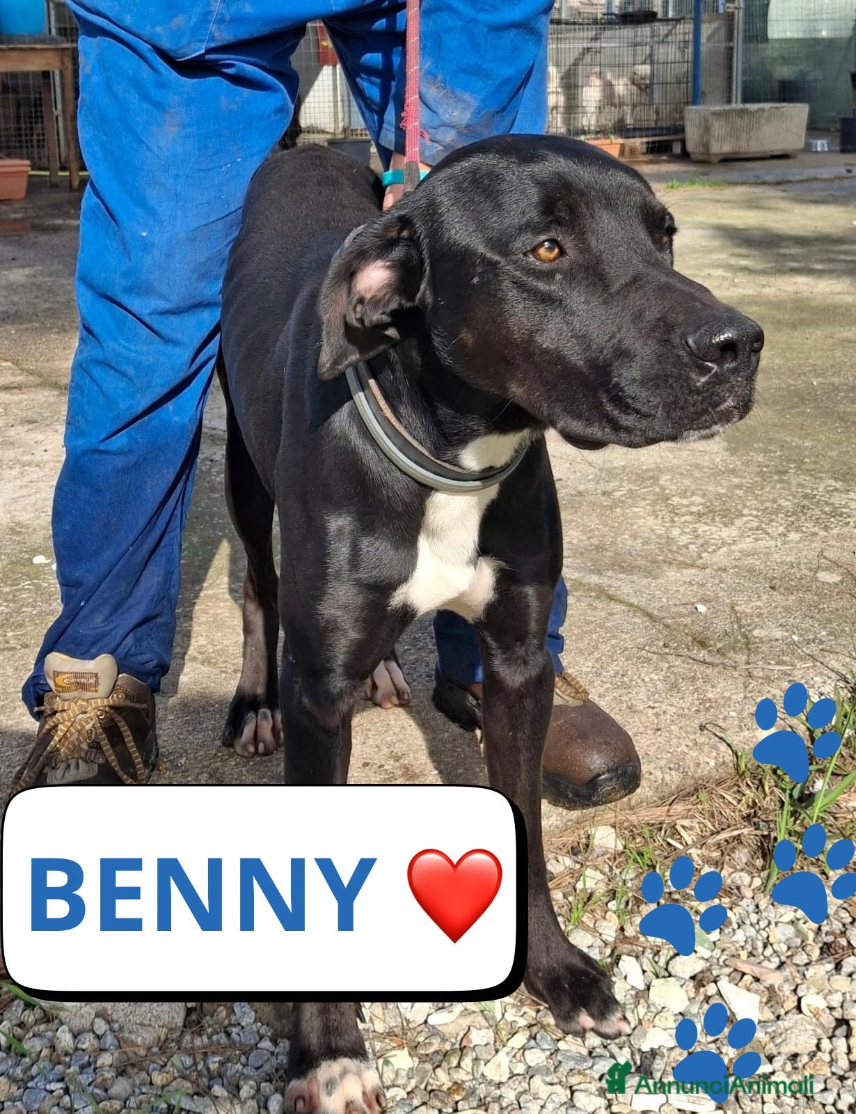 Meticcio cani BENNY 💙 - cagnolone dagli occhi tristi 😞  - Annuncio 1
