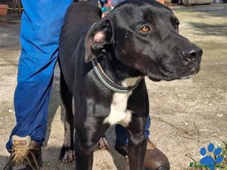 Meticcio cani BENNY 💙 - cagnolone dagli occhi tristi 😞 - Annuncio 1