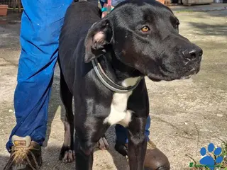 Meticcio cani BENNY 💙 - cagnolone dagli occhi tristi 😞 - Annuncio 3