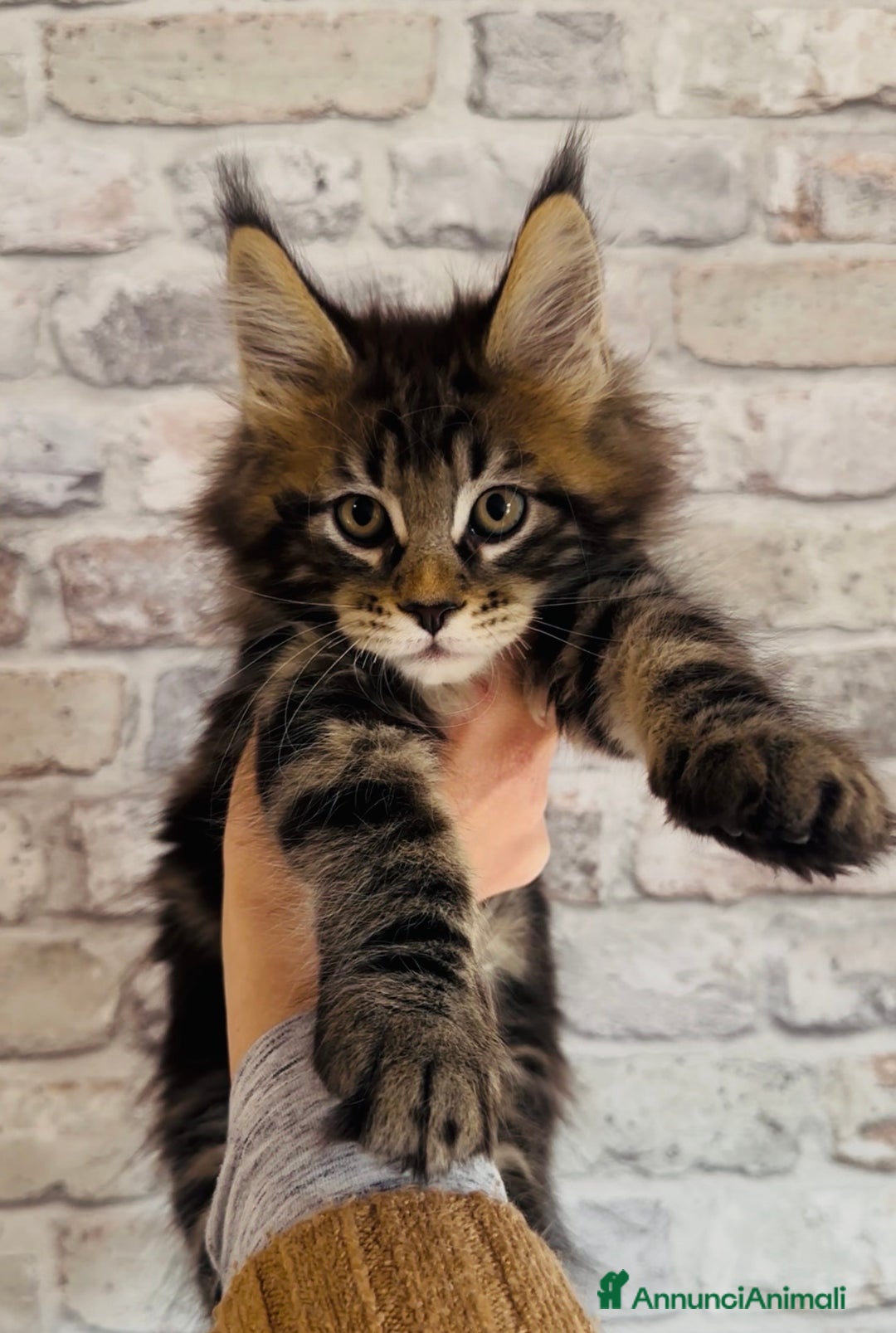 Maine Coon gatti in vendita: Cuccioli Maine Coon con pedigree - Annuncio 4