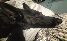 Pastore Tedesco cani in regalo: DIAGO CERCA CASA a Provincia di Lecco - Immagine 6