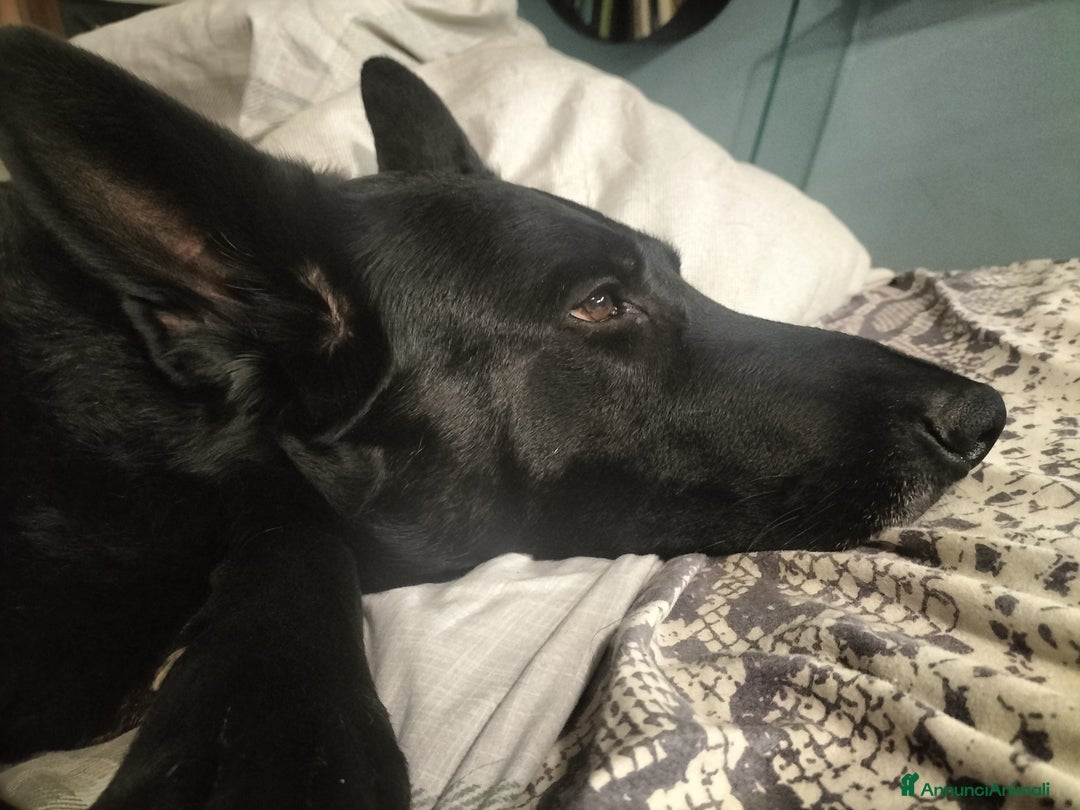 Pastore Tedesco cani in regalo: DIAGO CERCA CASA a Provincia di Lecco - Immagine 6