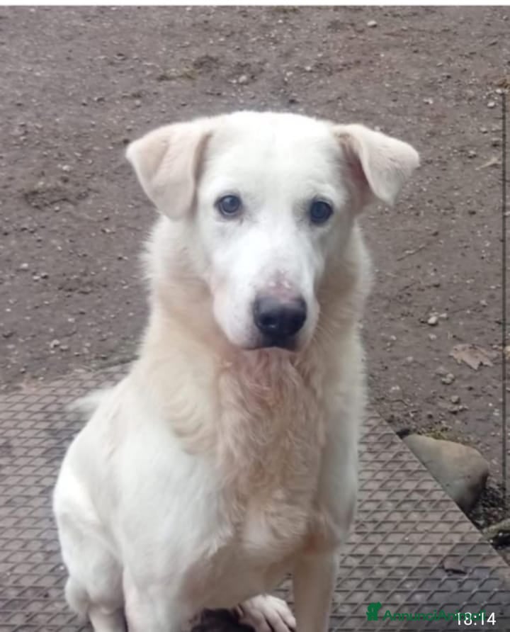 Meticcio cani Quasi 4anni mix Labrador salito nel 2024.BRESCIA - Annuncio 10