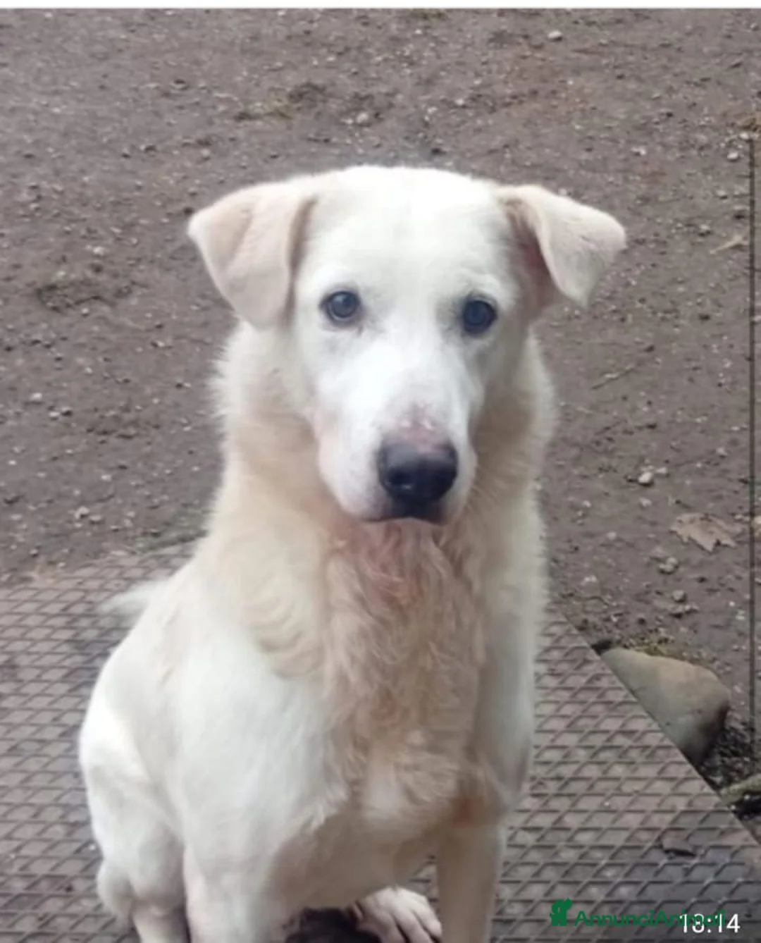 Meticcio cani in regalo: Quasi 4anni mix Labrador salito nel 2024.BRESCIA - Annuncio 1