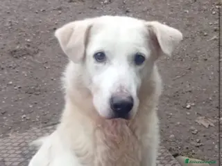 Meticcio cani Quasi 4anni mix Labrador salito nel 2024.BRESCIA - Annuncio 10