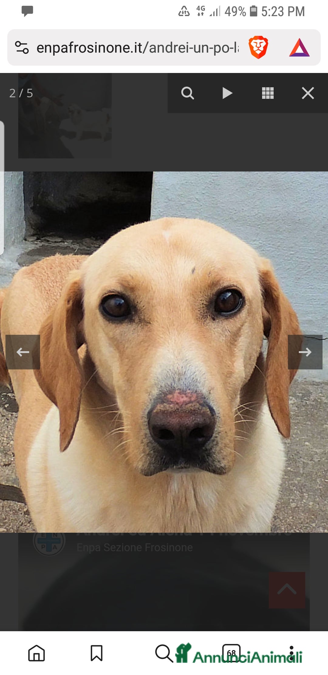 Labrador cani in regalo: ADOZ.DEL CUORE:Andrei,8a abbandonato e investito - Annuncio 5