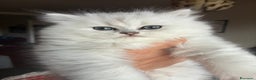 Persiano gatti in vendita: Persiano chincilla  - Annuncio 11