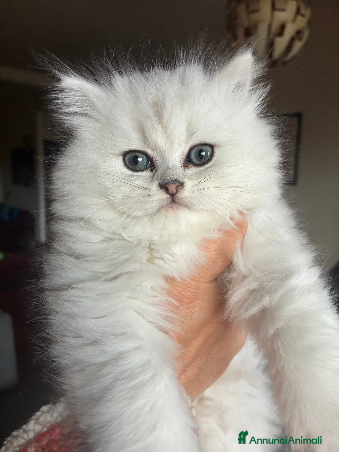 Persiano gatti in vendita: Persiano chincilla  - Annuncio 11